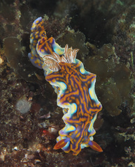 Miamira flavicostata