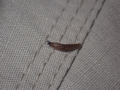 Arion fasciatus
