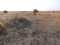 Aristida adscensionis