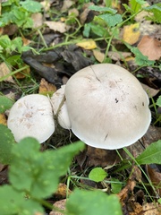 Pholiota lenta