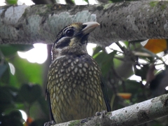 Ailuroedus maculosus