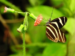 Heliconius charithonia