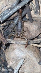 Paruroctonus silvestrii