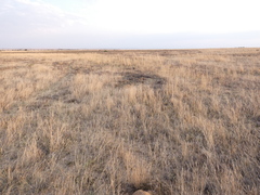 Trinervitermes trinervoides