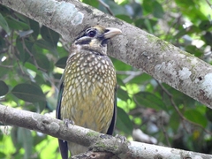 Ailuroedus maculosus