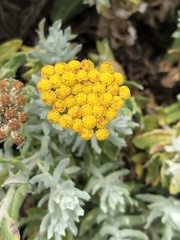 Helichrysum dasyanthum