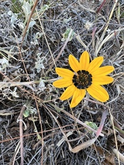 Arctotis breviscapa