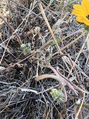Arctotis breviscapa