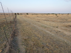 Aristida adscensionis