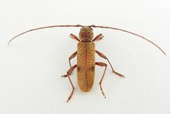 Brothylus gemmulatus