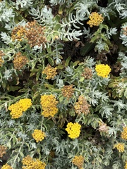 Helichrysum dasyanthum