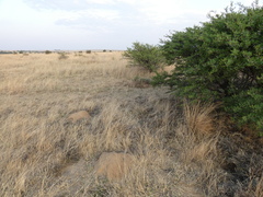 Pentzia globosa