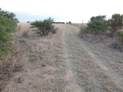 Arctotis arctotoides