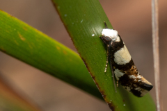 Monopis icterogastra