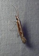 Plutella xylostella-australiana