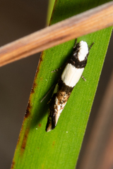 Monopis icterogastra