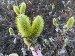Salix lanata