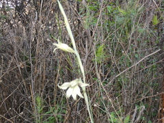 Gladiolus longicollis