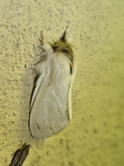 Trichiocercus sparshalli