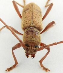 Brothylus gemmulatus