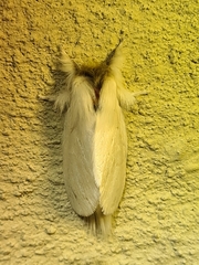 Trichiocercus sparshalli