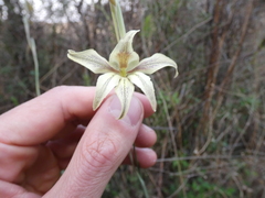 Gladiolus longicollis