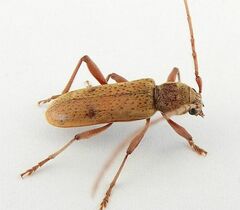 Brothylus gemmulatus