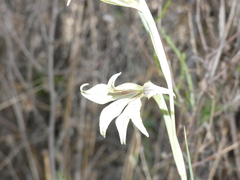 Gladiolus longicollis