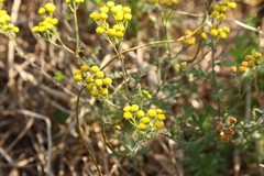 Helichrysum revolutum