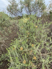Helichrysum kraussii