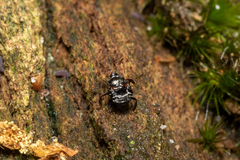 Chlamydopsis