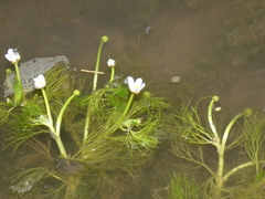 Ranunculus rionii