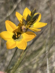 Ixia sarmentosa
