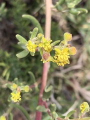 Tetragonia fruticosa
