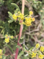 Tetragonia fruticosa