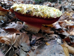 Rubroboletus satanas