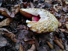 Rubroboletus satanas