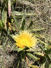 Carpobrotus edulis edulis