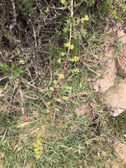 Tetragonia fruticosa