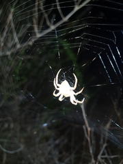 Pararaneus cyrtoscapus