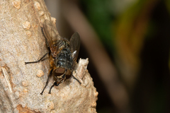 Calliphora stygia