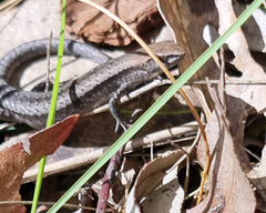 Lampropholis guichenoti