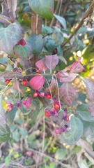 Euonymus alatus