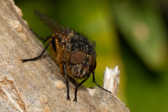 Calliphora stygia