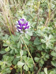 Psoralea bracteolata
