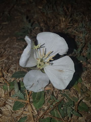 Oenothera tetraptera