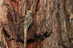 Anax papuensis