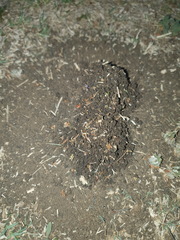 Hodotermes mossambicus