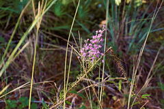Liatrinae