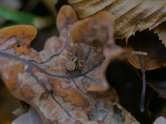 Xysticus